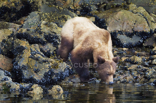 Grizzly orso avendo bevanda d'acqua — Foto stock