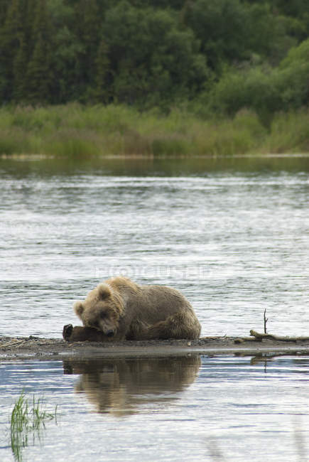 Коричневий ведмідь спить на краю — стокове фото