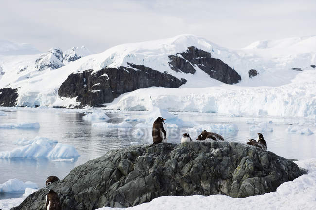 Gentoo pingüino en piedra - foto de stock