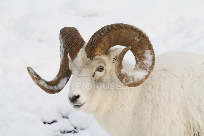 Dall mouton bélier avec de la neige sur ses cornes — Photo de stock