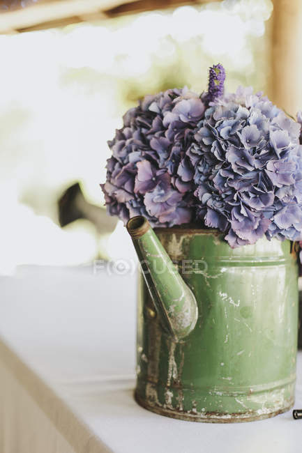 Purple flowers in watering can — Stock Photo