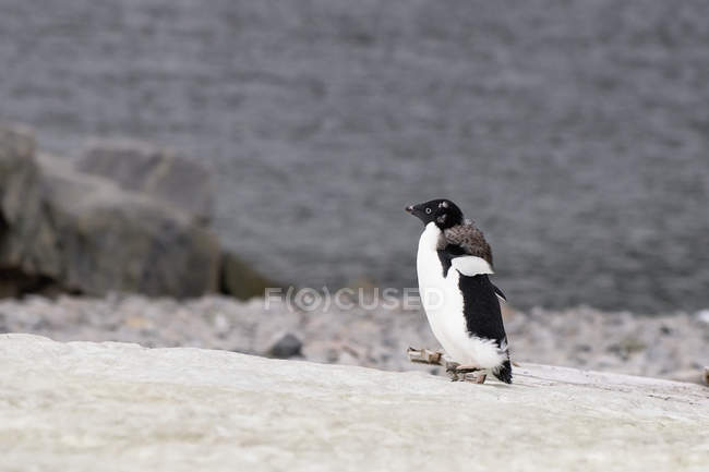 Pingüino Adelie sobre piedra - foto de stock