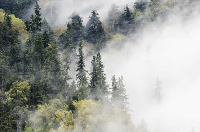 Árboles en el bosque envueltos en nubes - foto de stock