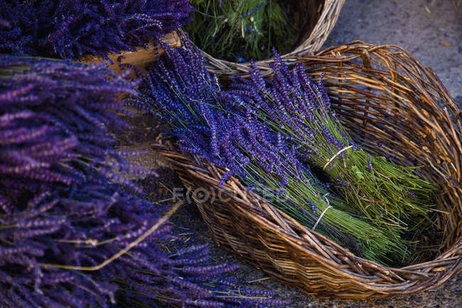 Lavanda cortada e amarrada — Fotografia de Stock