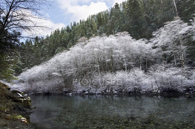 Árboles cubiertos de nieve - foto de stock