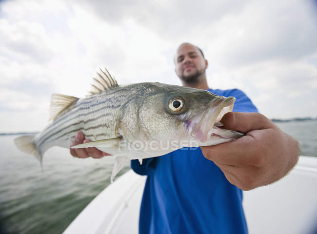 Man holding a fresh caught striped bass — Stock Photo