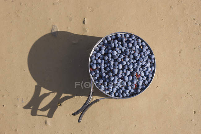 Pot of blueberries on ground — Stock Photo