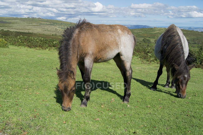 Dartmoor Ponies grazing — Stock Photo