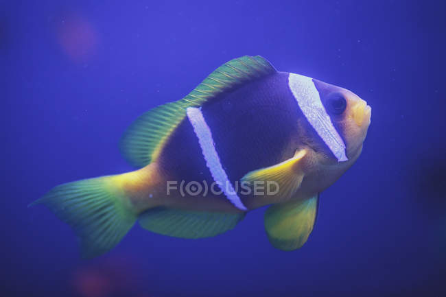 Clownfish swimming under water — Stock Photo