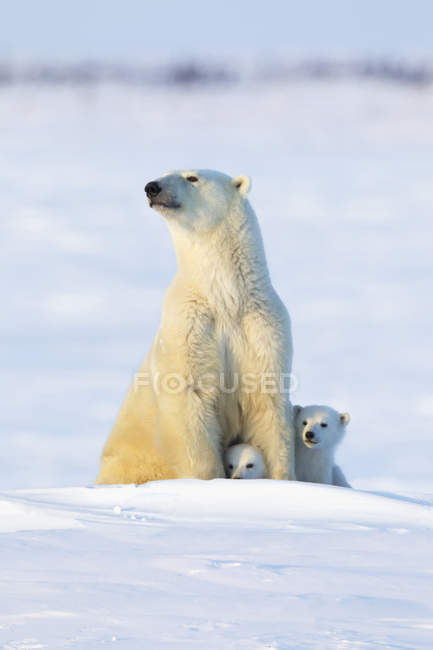 Oso polar cerda y cachorros - foto de stock
