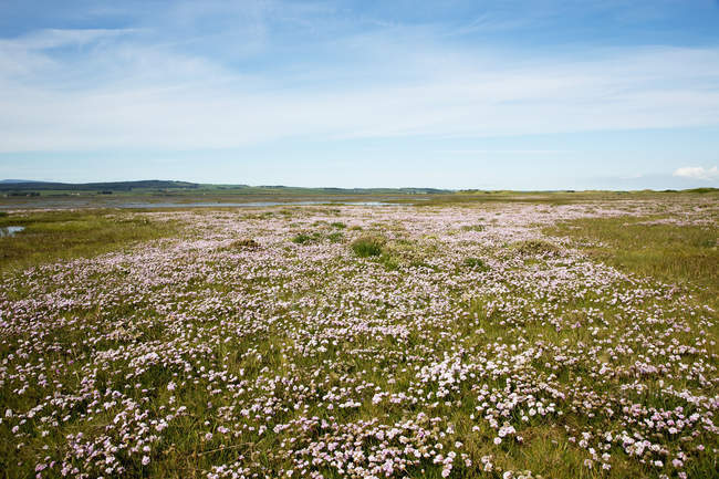 Wildflowers in a field, Holy island — Stock Photo