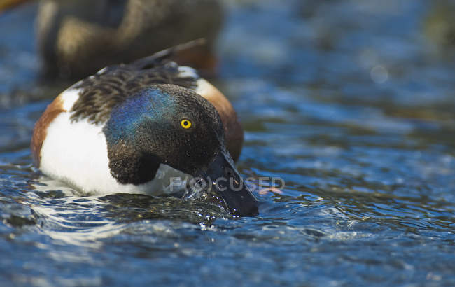 Northern shovele duck — Stock Photo