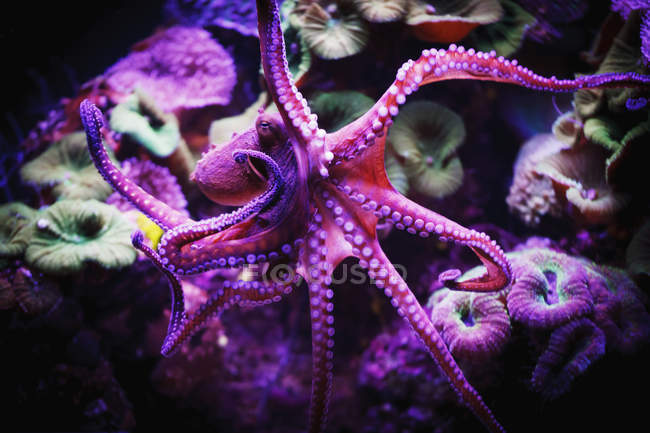 Purple Octopus under water — Stock Photo