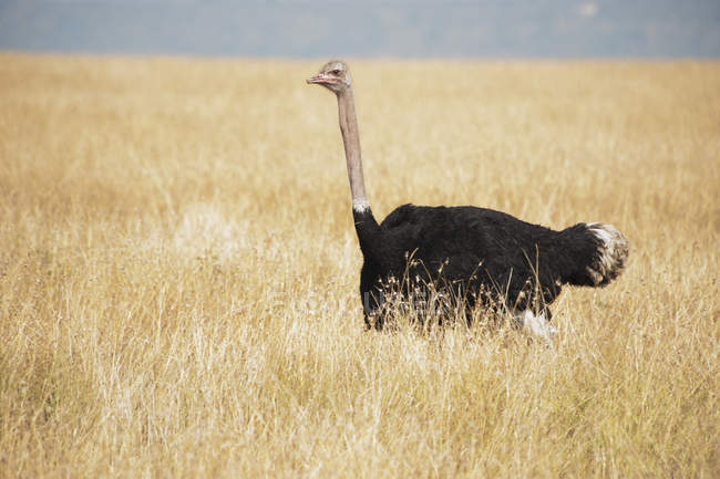 Avestruz em pé na grama — Fotografia de Stock