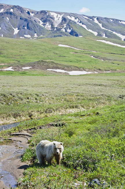 Grizzly Bear Walking Along Tundra — Stock Photo