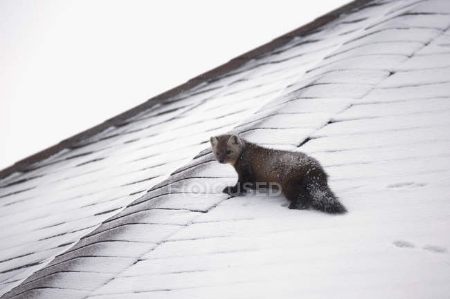 Pine marten walking on roof — Stock Photo