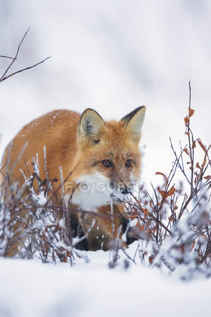 Червона лисиця проходить крізь пензлик — стокове фото