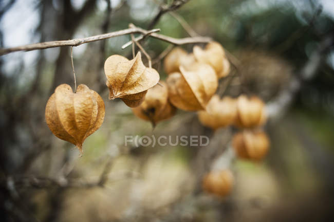 Branch of a drying plant;Yelapa jalisco mexico — Stock Photo