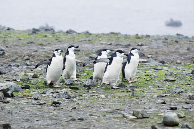 Kinnriemen-Pinguine draußen — Stockfoto