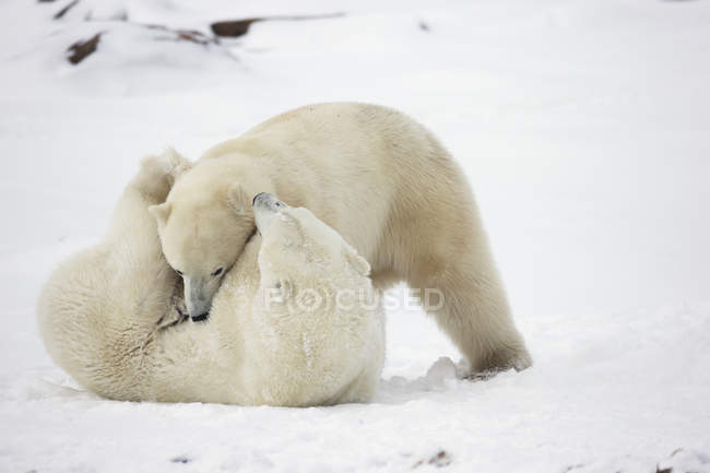 Полярні ведмеді грають у бійки — стокове фото
