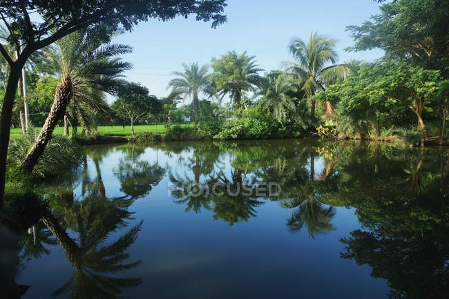 Palmeiras refletidas em água tranquila — Fotografia de Stock