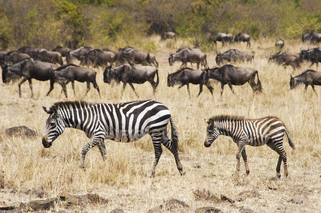 Zebras and wildebeest in the grass — Stock Photo