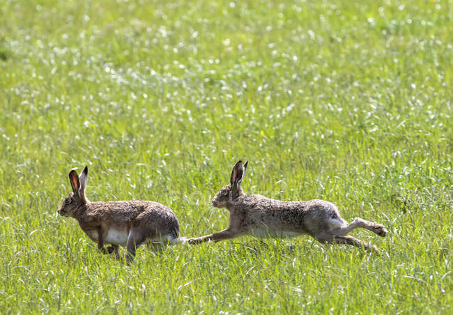 Dois coelhos brincando na grama — Fotografia de Stock