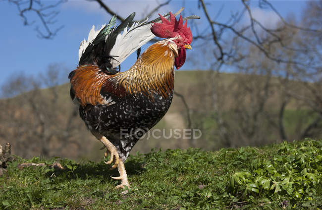 Coq marche sur l'herbe — Photo de stock