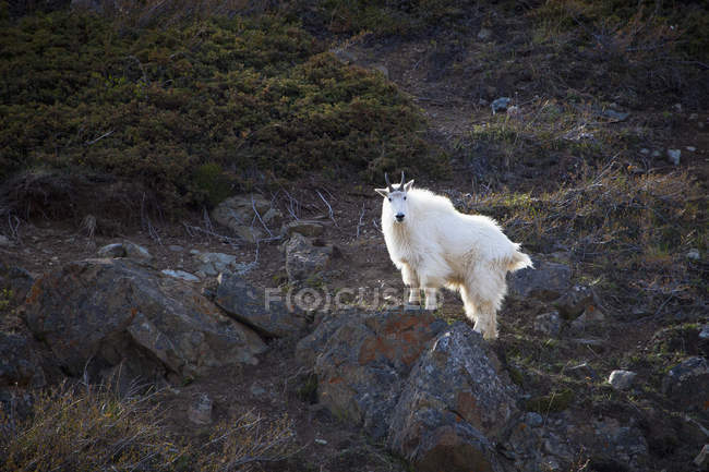 Cabra de montaña en la roca - foto de stock