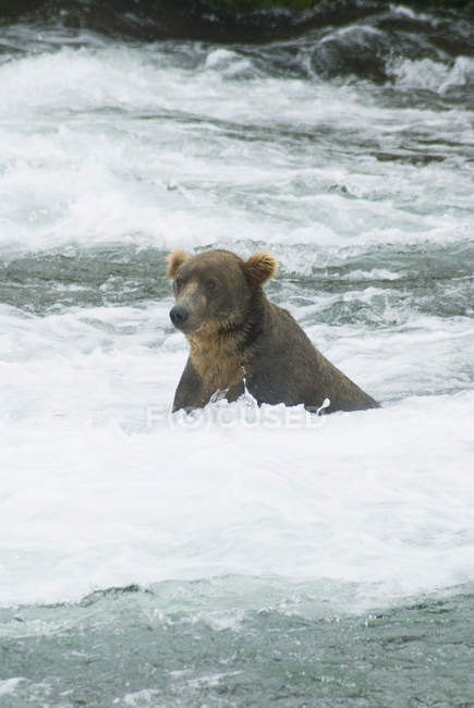 Бурий ведмідь промисел лосося — стокове фото