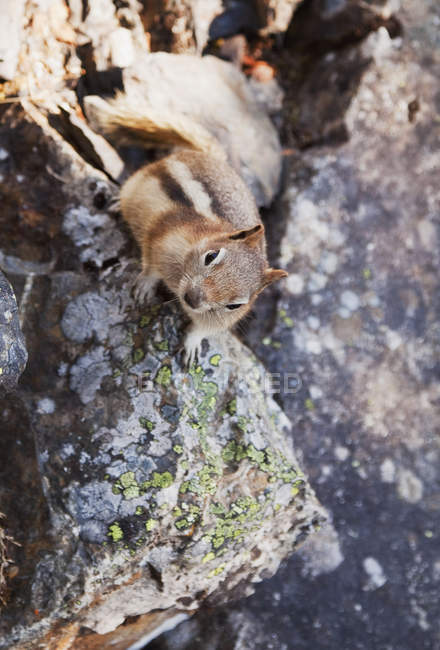 Golden-mantled ground squirrel — Stock Photo