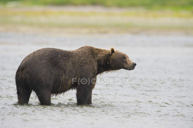 Brown bear standing in mikfik creek — Stock Photo
