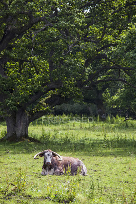 Bovine animal laying — Stock Photo