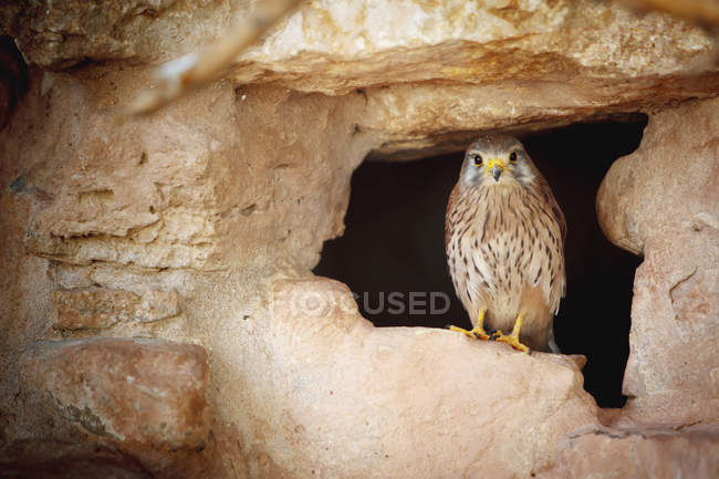 Pájaro encaramado en cueva - foto de stock