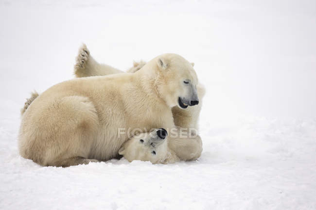 Ursos polares brincam de luta — Fotografia de Stock