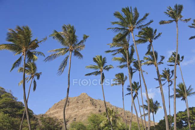 Mountain peak with palm trees — Stock Photo