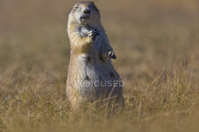 Prairie dog sitting on field — Stock Photo