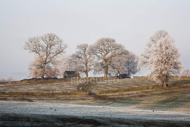 Сельскохозяйственные угодья и деревья в мороз — стоковое фото