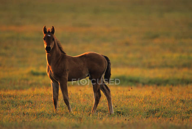 Colt standing at attention on green pasture — Stock Photo