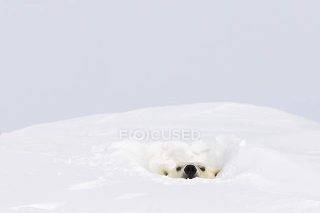 Белый медведь высовывает голову — стоковое фото