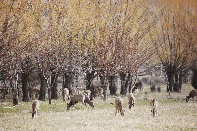 Deer grazing under trees near bozeman — Stock Photo
