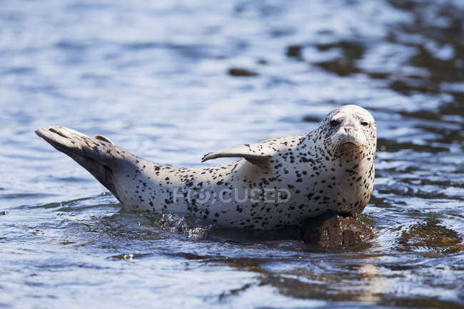 Harbor Seal laying on water — Stock Photo