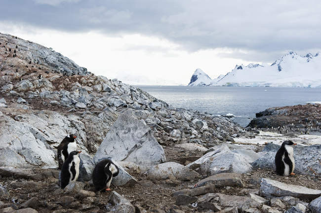 Pingüinos gentiles sobre piedras - foto de stock
