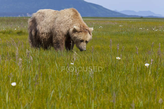 Коричневый медведь пасущийся на кустах — стоковое фото