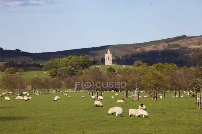 Pâturage de moutons dans un champ — Photo de stock