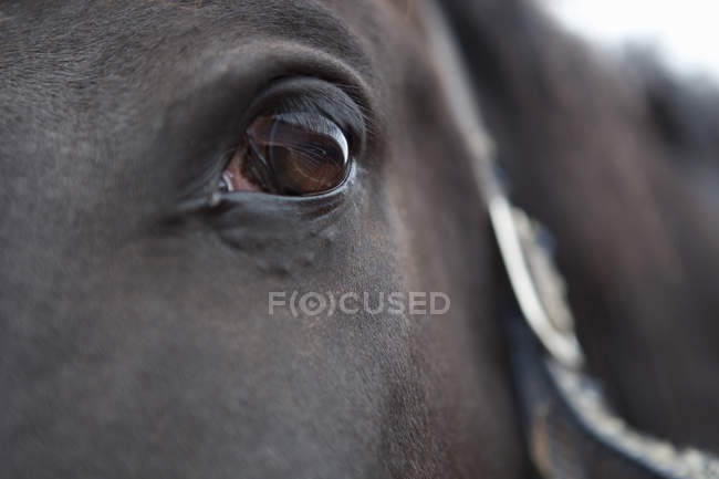Gros plan de l'œil d'un cheval — Photo de stock