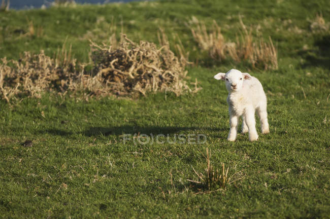Lamm auf grünem Gras — Stockfoto