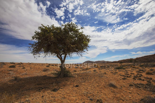 Árvore de acácia no deserto — Fotografia de Stock