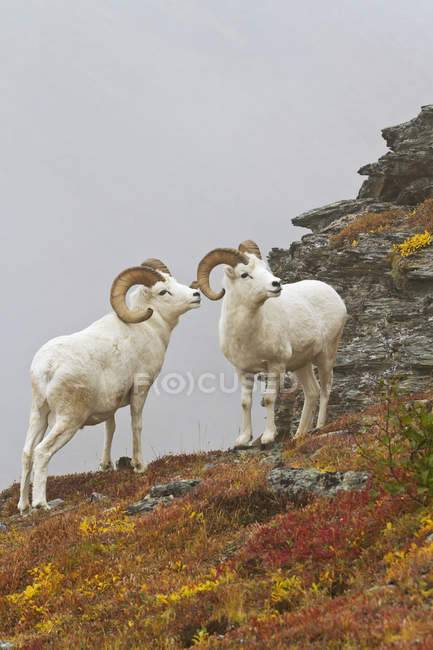 Dall 's sheep rams standing by rock outcrop — Stockfoto