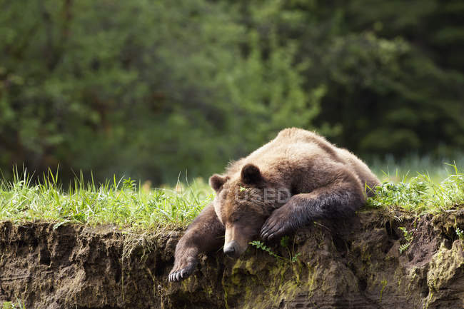 Grizzly bear resting — Stock Photo